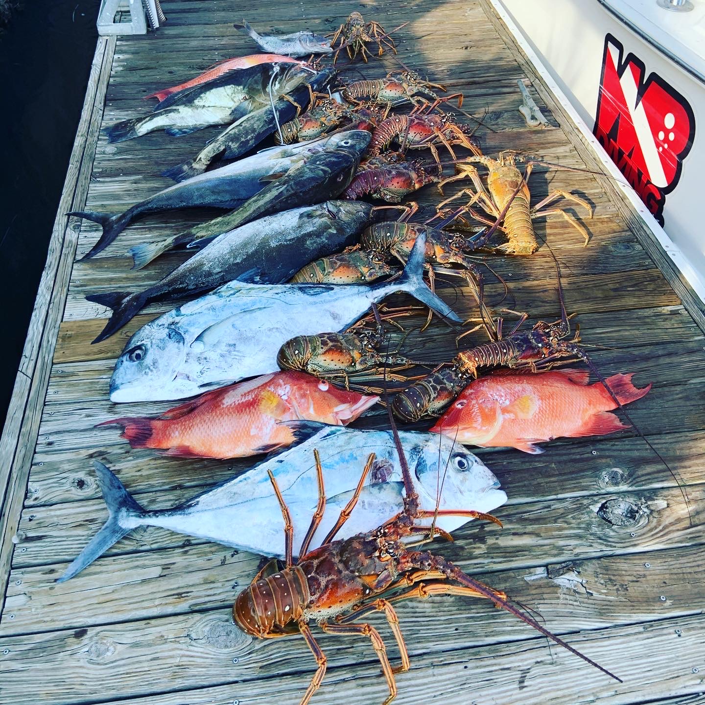 WB Diving, spearfishing trip boat catch